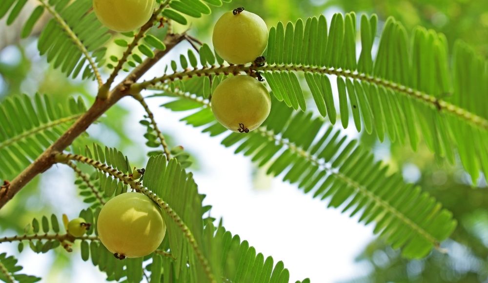 アーユルヴェーダと「育毛」の関係は?効果のある育毛剤は?