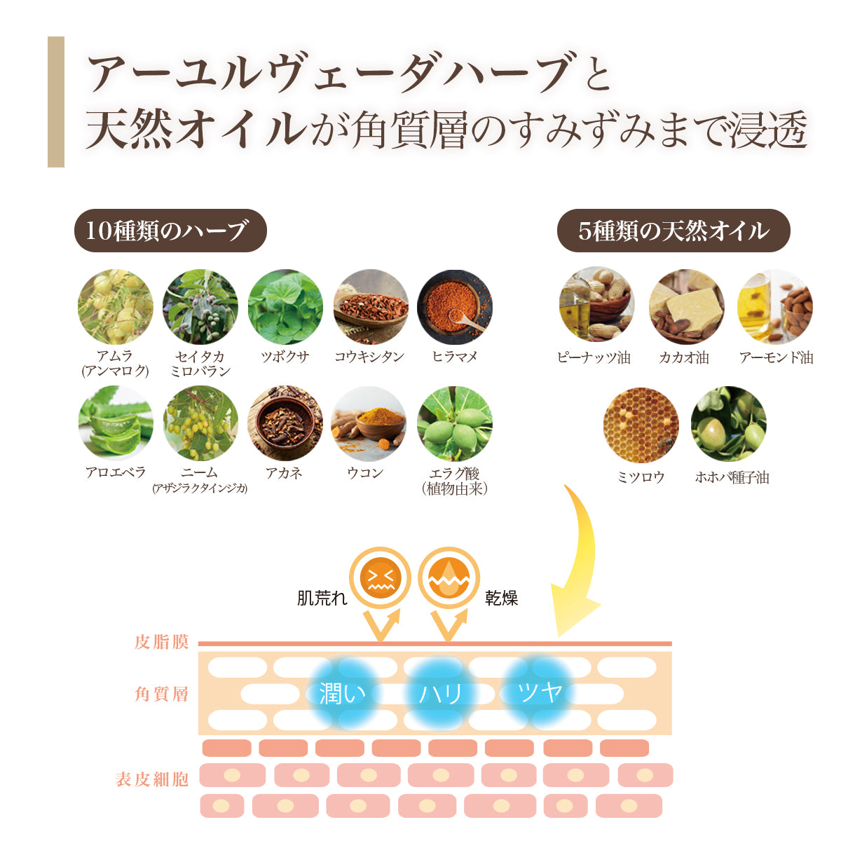アーユルヴェーダハーブと天然オイルが角質層の隅々まで浸透