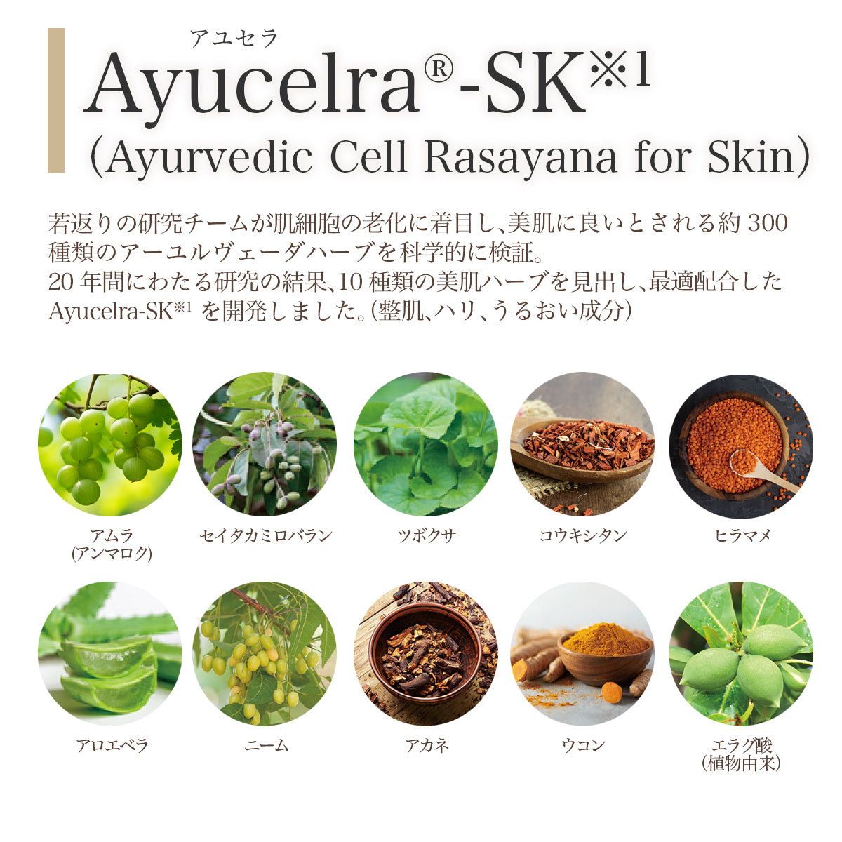 もちもちとした潤いとハリを与える化粧水【H/Tローション】