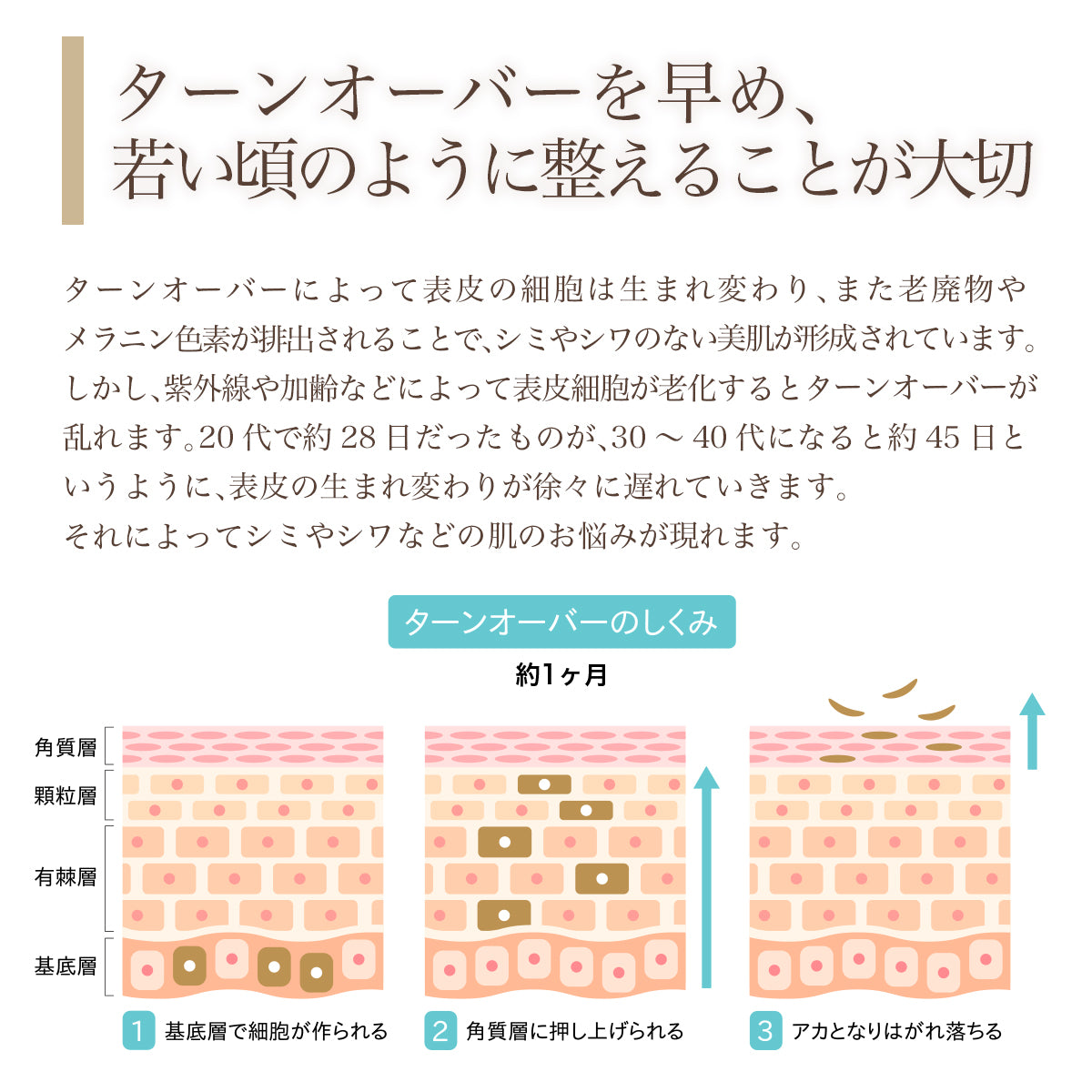 ターンオーバーを早め若い頃のように整えることが大切