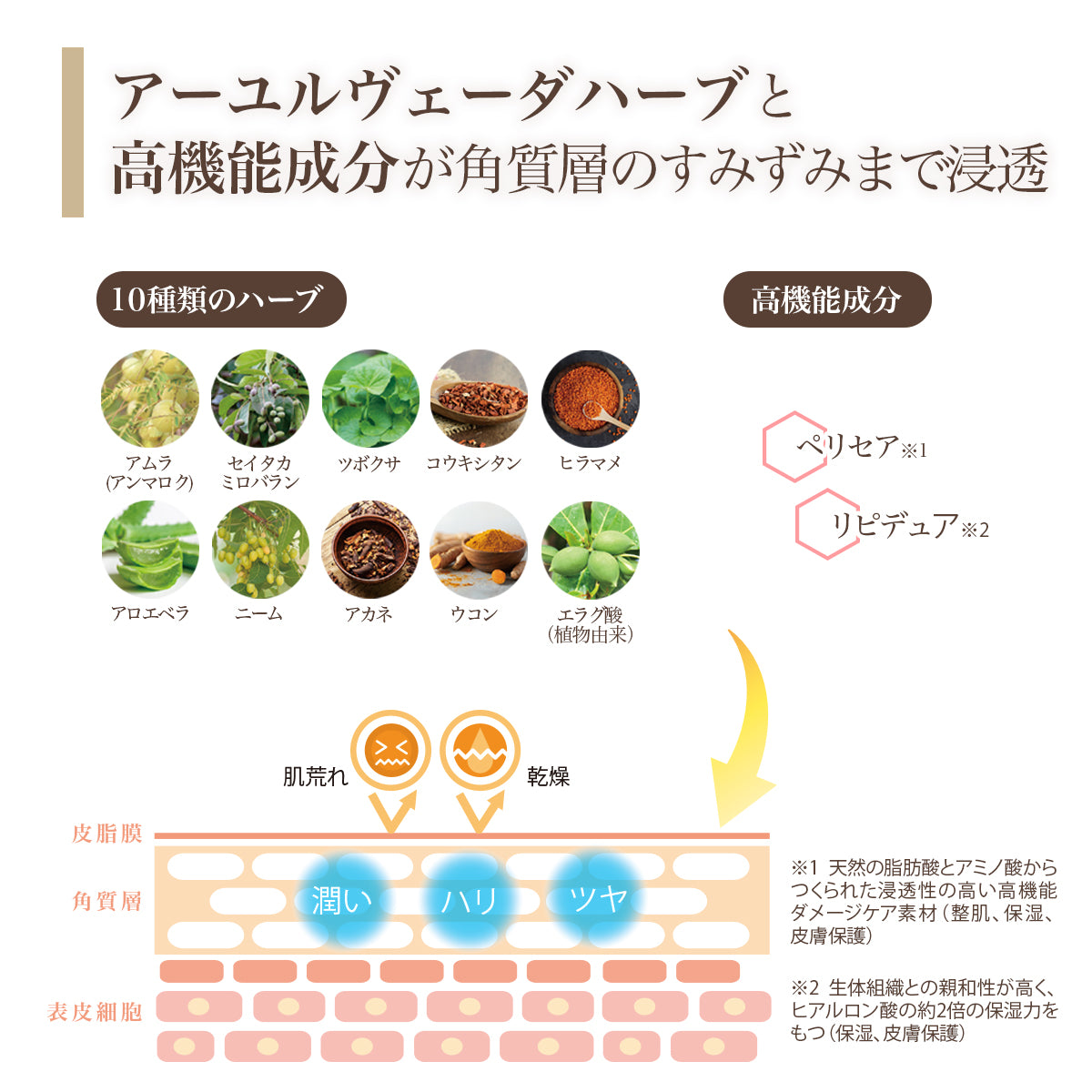 10種類のアーユルヴェーダハーブとペリセアやリピジュアなどの高機能成分が角質層のすみずみまで浸透し、イキイキとしたうるツヤ肌へ導きます。
