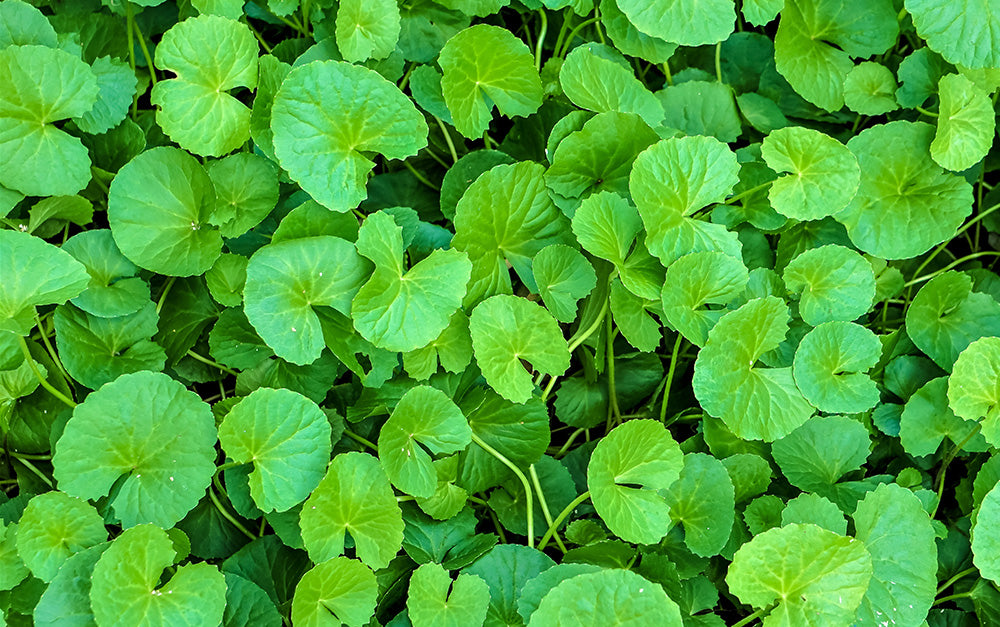 ツボクサ Centella asiatica