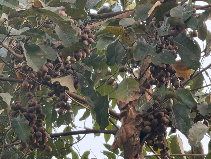セイタカミロバランの葉と果実