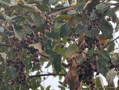 Terminalia bellirica