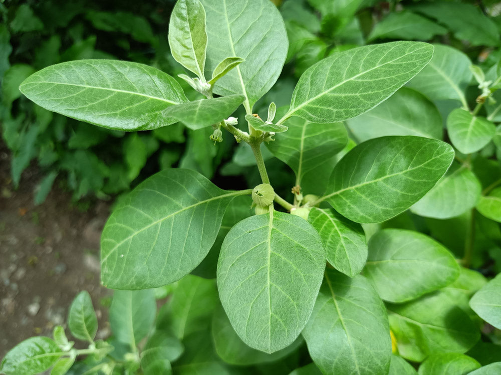 アーユルヴェーダハーブ事典