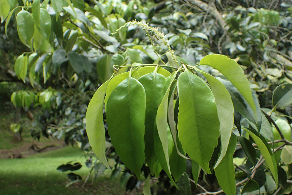 Cinnamomum tamala