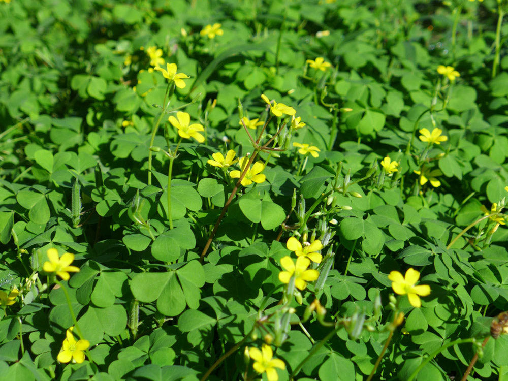 カタバミ Oxalis corniculata