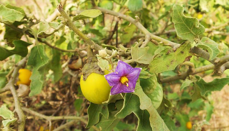 テンジクナスビ Solanum indicum