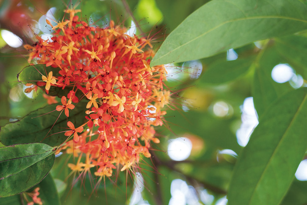 ムユウジュ Saraca asoca