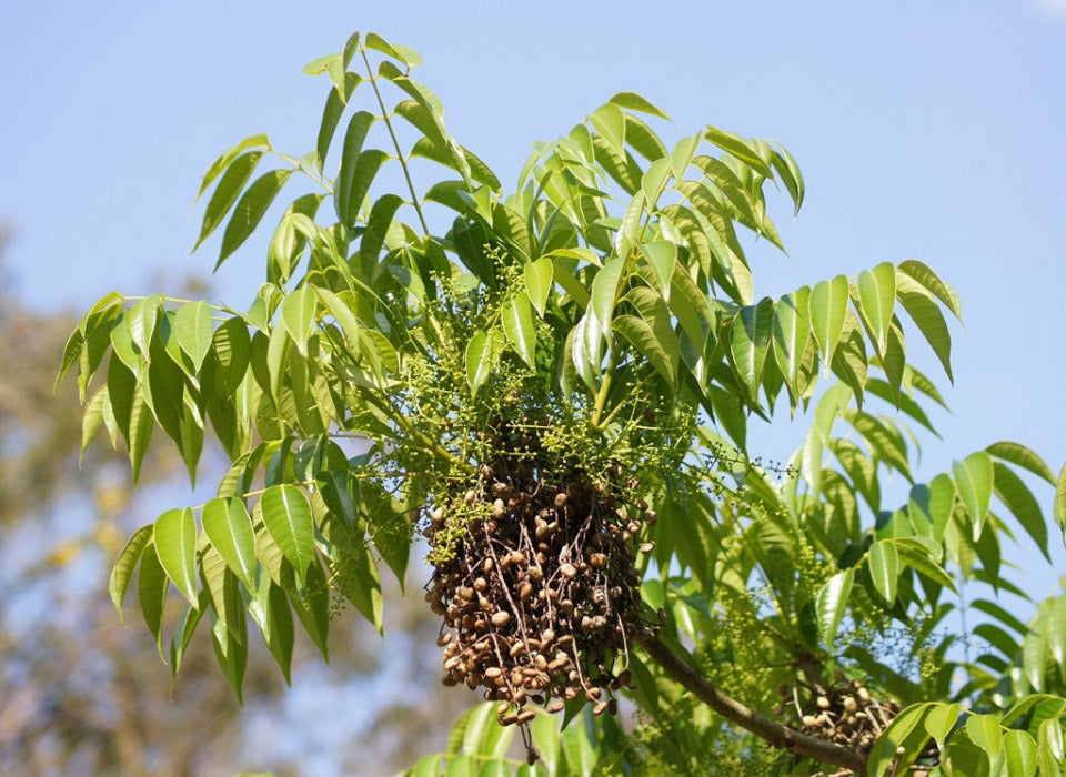ハゼノキ Rhus succedanea