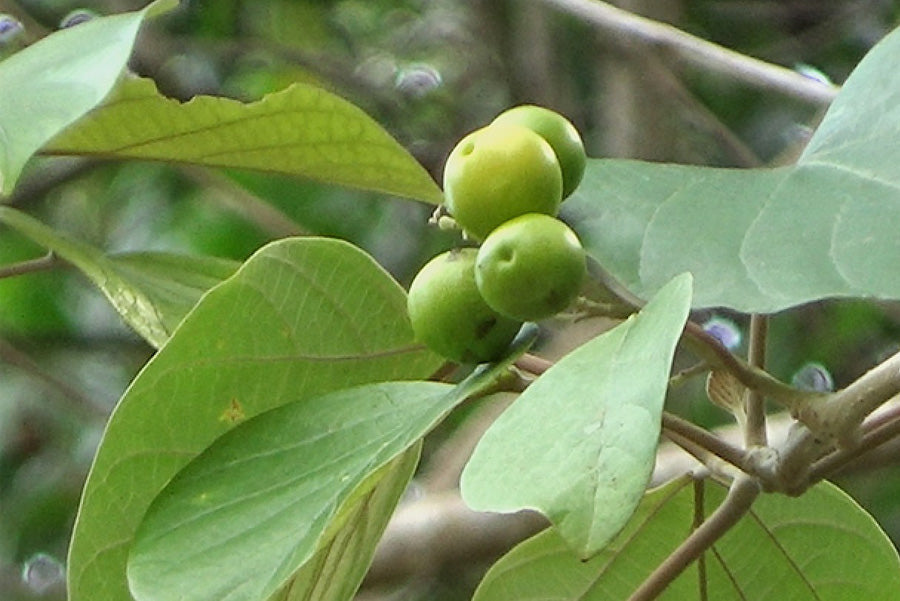 キダチョウラク Gmelina arborea