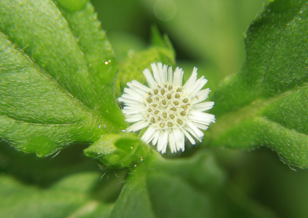 タカサブロウ　Eclipta alba