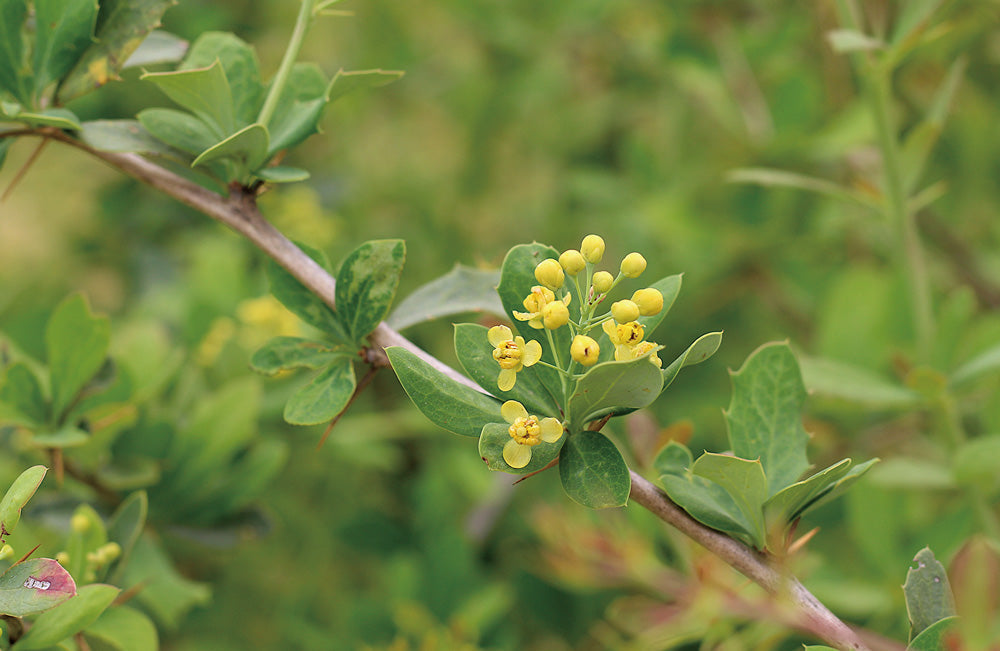 セイヨウメギ Berberis aristata