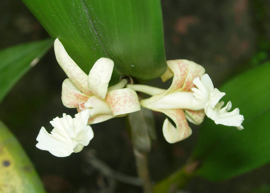 着生蘭 Desmotrichum fimbriatum