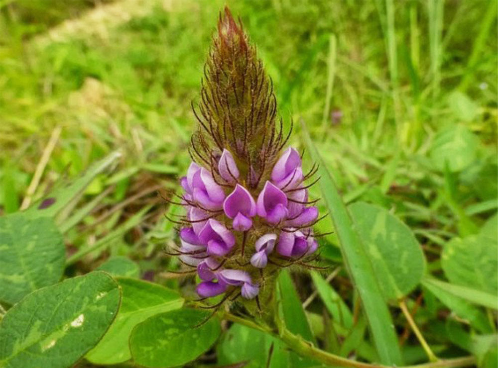 オオバフジボグサ Uraria lagopoides
