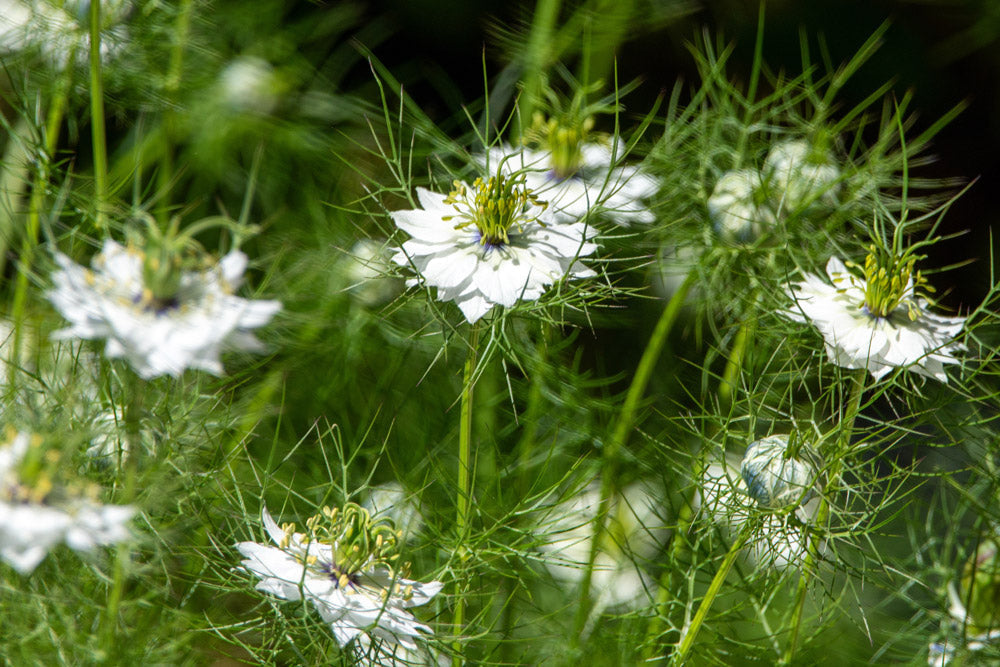 セイヨウクロタネソウ Nigella sativa