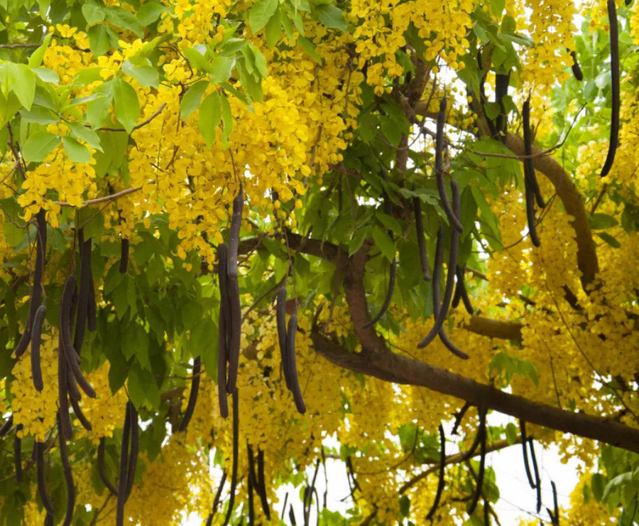 ナンバンサイカチ Cassia fistula