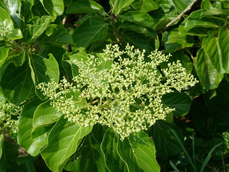 タイワンウオクサギ Premna integrifolia