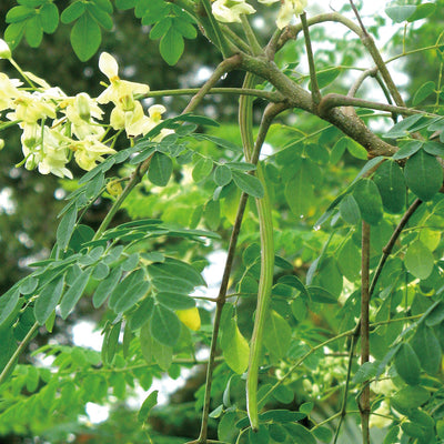 モリンガ Moringa oleifera