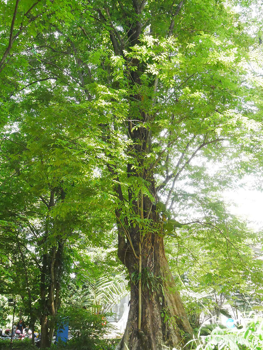 コウキシタン　Pterocarpus santalinus