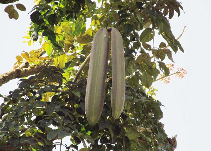 木胡蝶 Oroxylum indicum