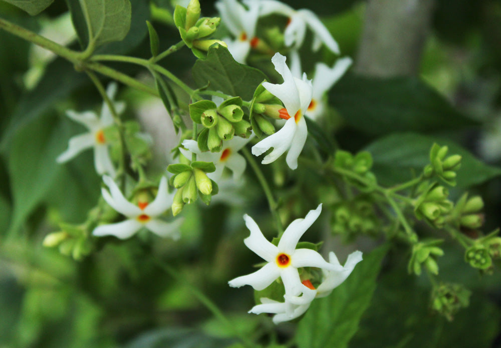ヨルソケイ Nyctanthes arbor-tristis