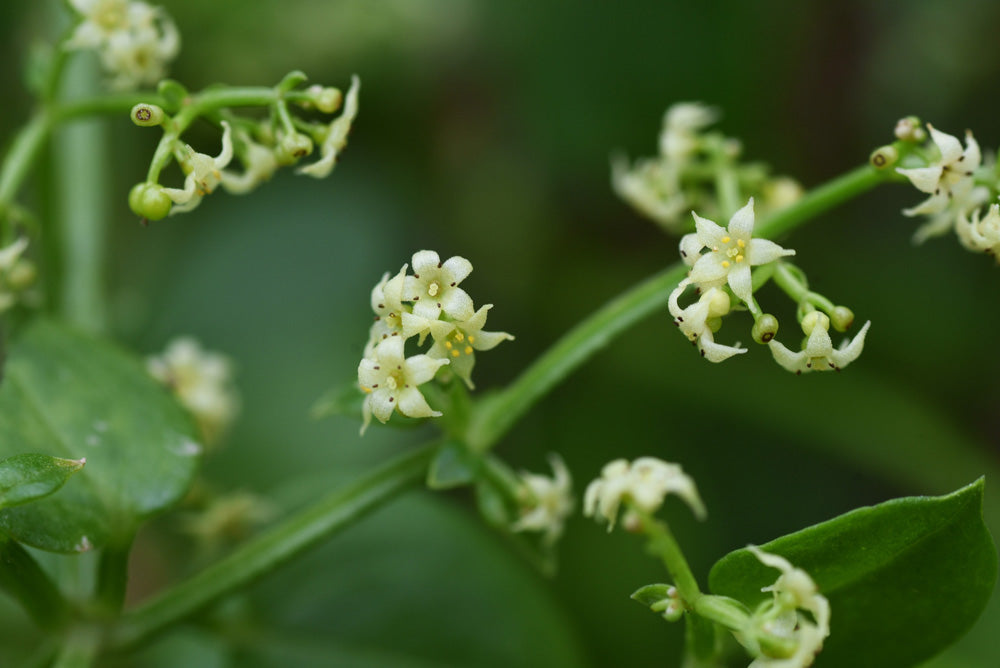 アーユルヴェーダハーブ事典