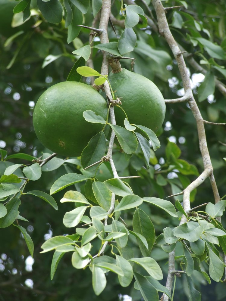 ベルノキ Aegle marmelos