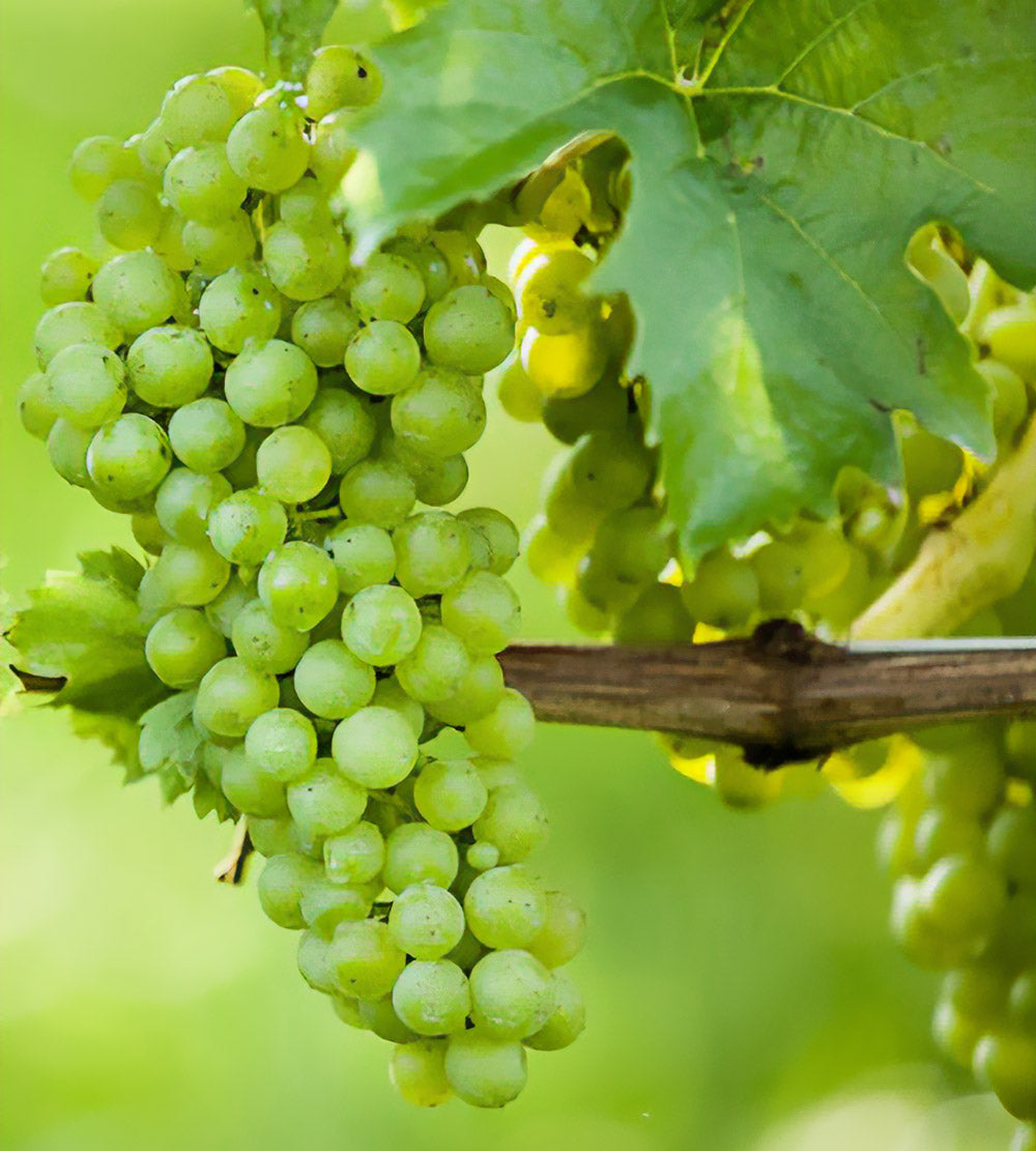 ブドウ Vitis vinifera
