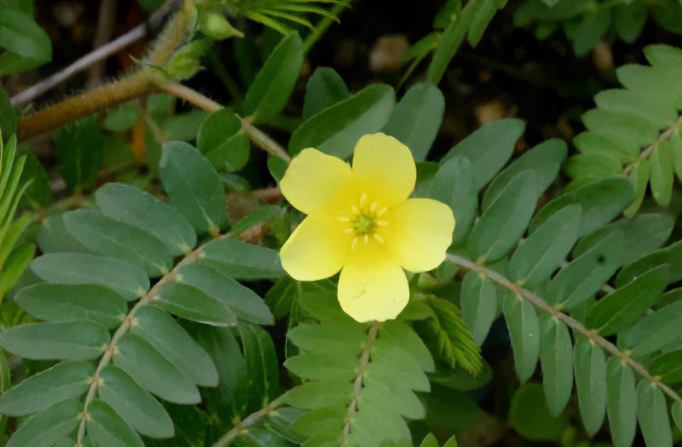 ハマビシ Tribulus terrestris