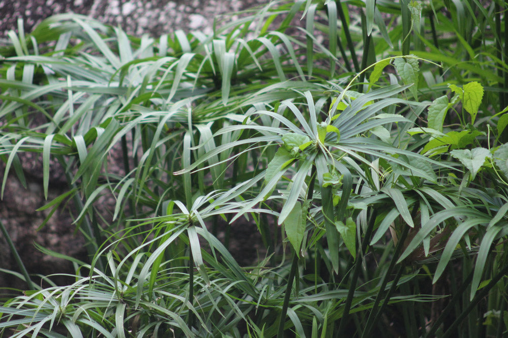 Nagarmot Cyperus scariosus