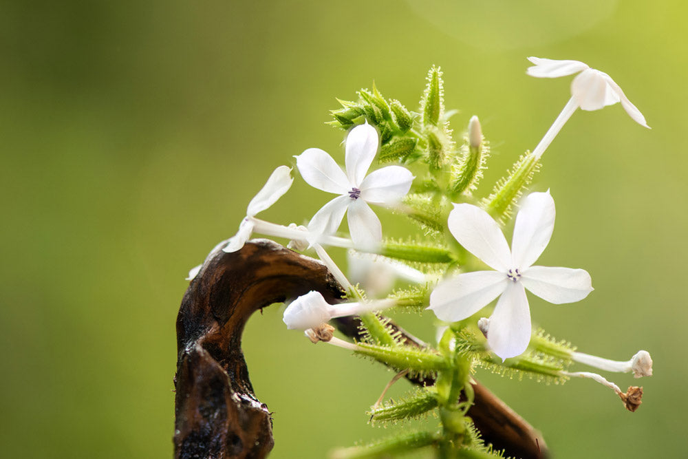 アーユルヴェーダハーブ事典