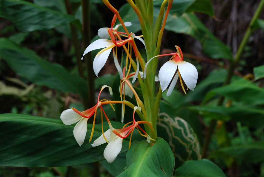 サンナ Hedychium spicatum