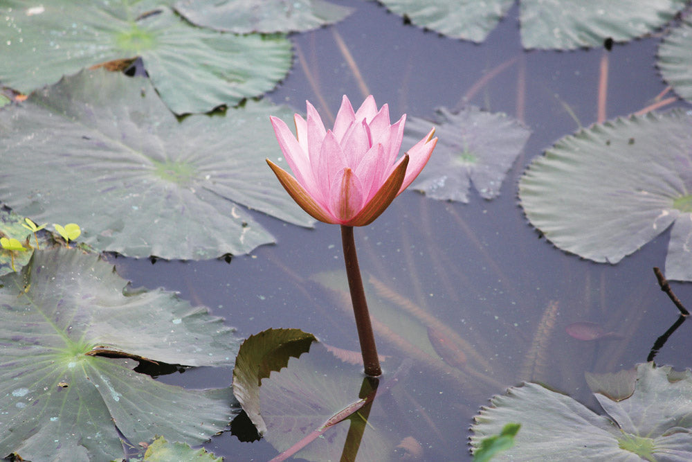 スイレン Nymphaea cyanea