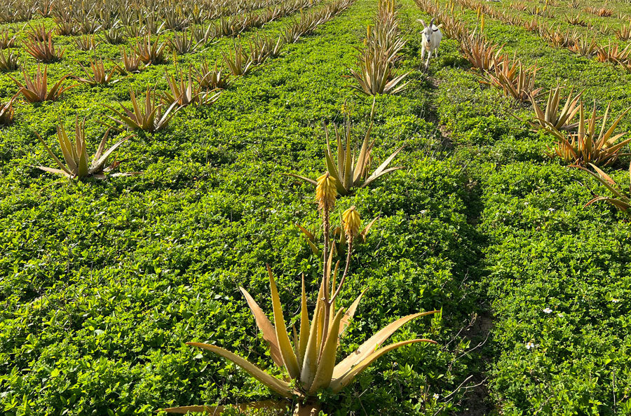 アロエベラ Aloe vera
