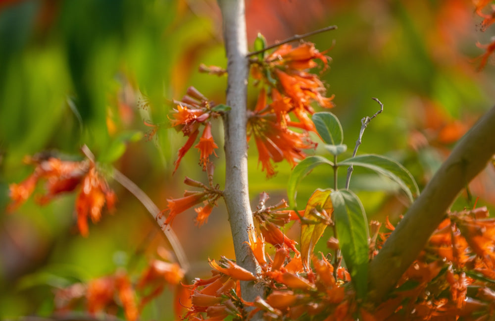 アーユルヴェーダハーブ事典