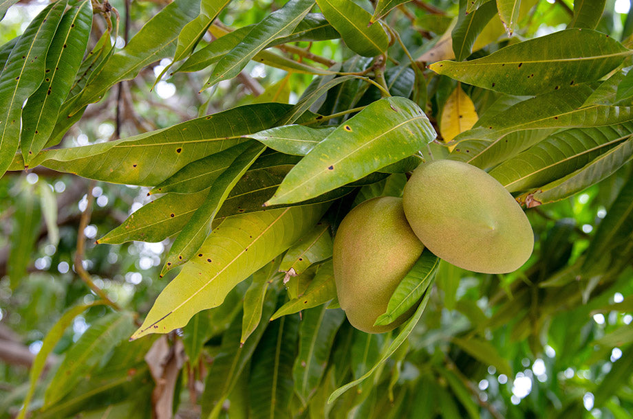 マンゴー Mangifera indica
