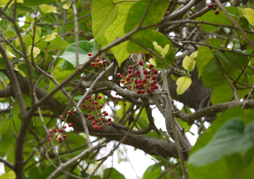 カンキントウ Tinospora sinensis