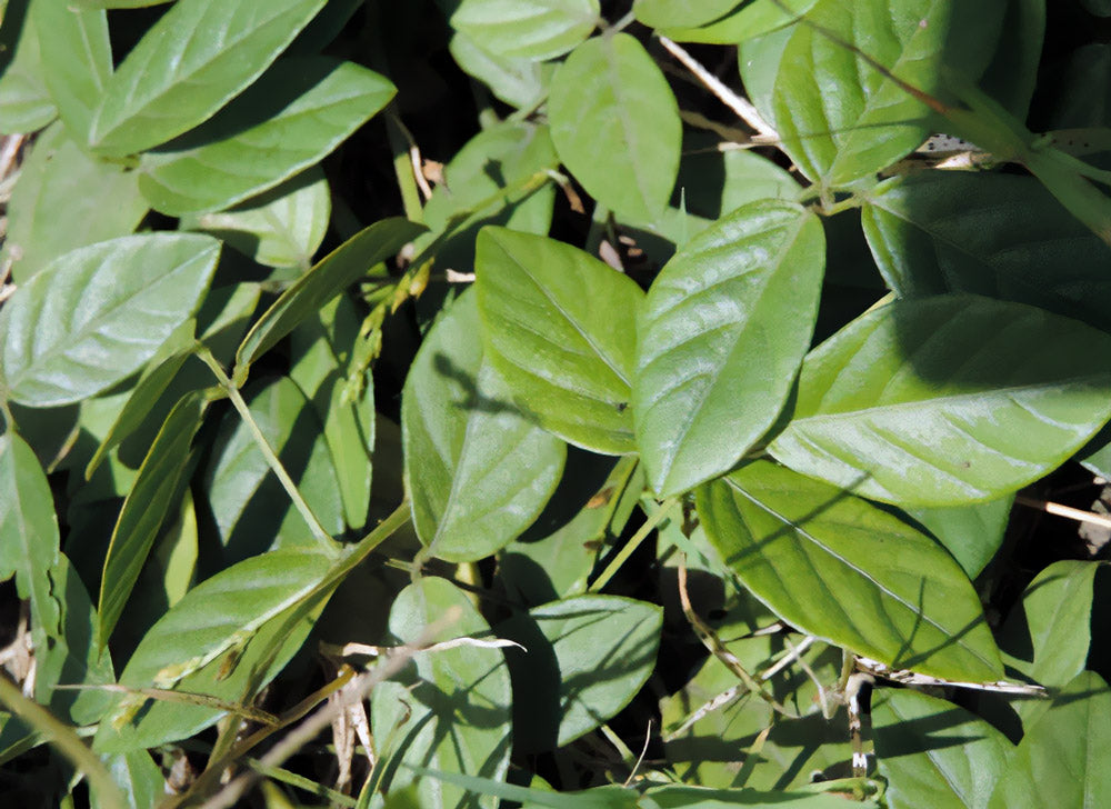 テラムナスラビアリス Teramnus labialis