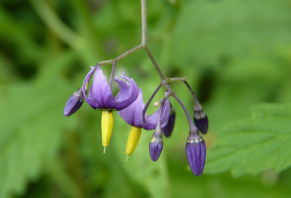 マルバノホロシ Solanum dulcamara