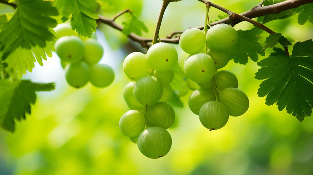 Amla Phyllanthus emblica