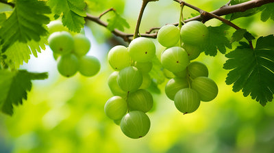 Amla Phyllanthus emblica