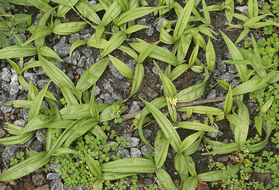 キンバイザサ Curculigo orchioides