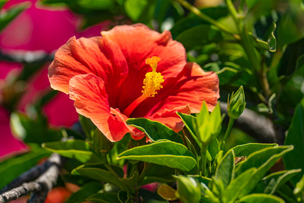 ブッソウゲ Hibiscus rosa-sinensis