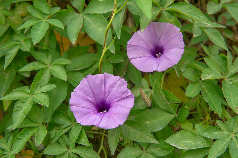 ヤツデアサガオ Ipomoea digitata