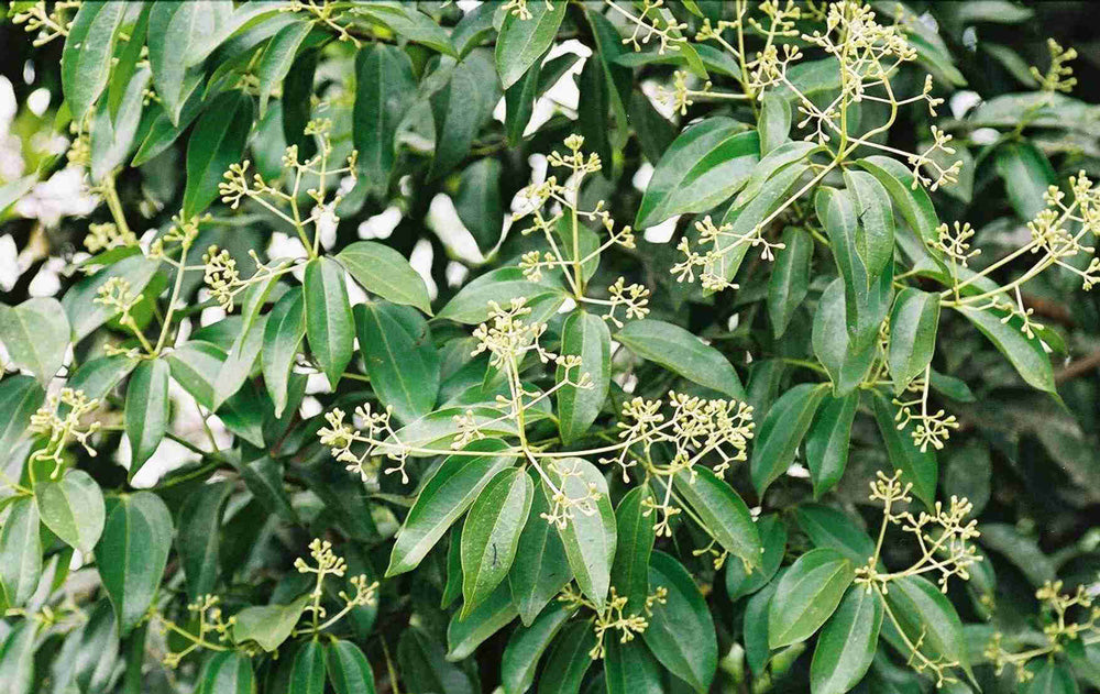 セイロンニッケイ Cinnamomum zeylanicum