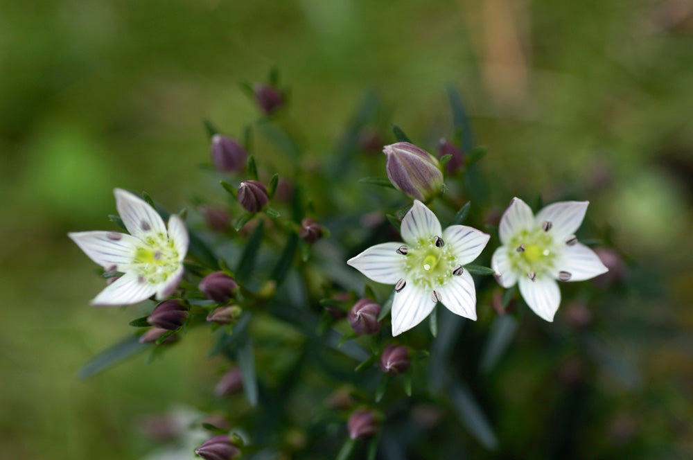 チレッタセンブリ Swertia chirata