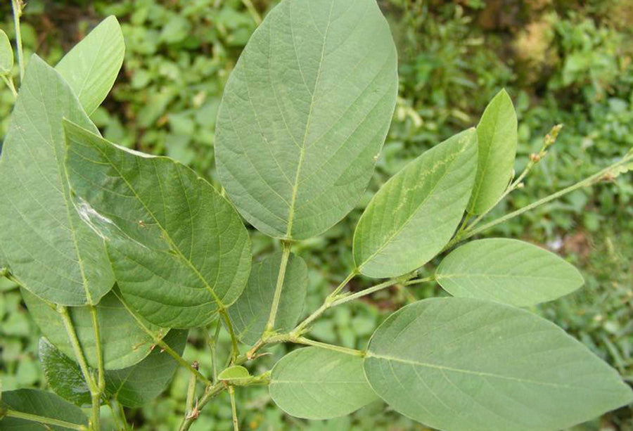 タマツナギ Desmodium gangeticum