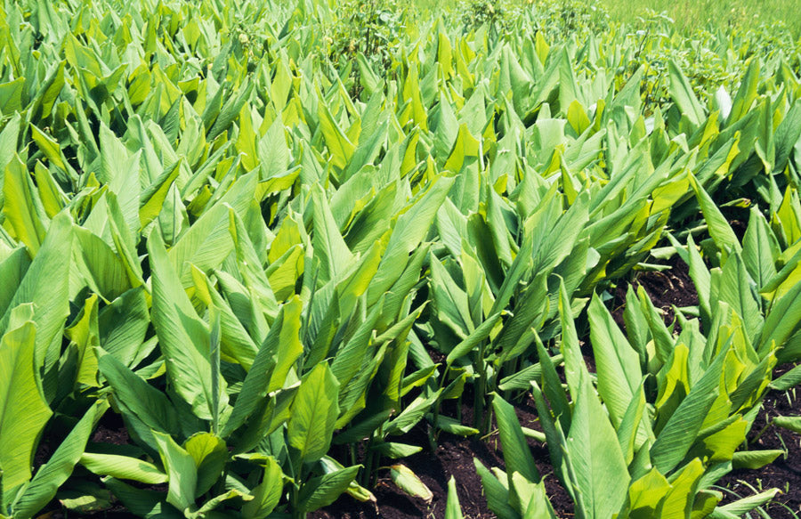 ウコン Curcuma longa