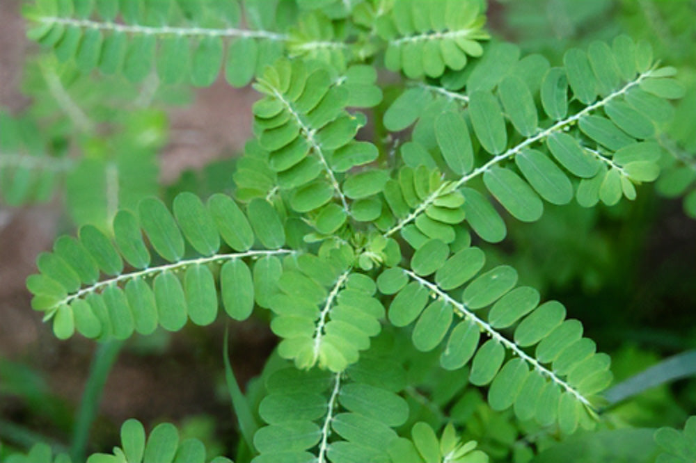 ケブラ・ペドラ Phyllanthus niruri